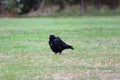 A big black crow in the field.