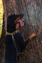 A big black Doberman dog with uncropped ears standing on tree bark against a background of autumn forest with yellow leaves Royalty Free Stock Photo