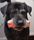 Big black dog with a bone Royalty Free Stock Photo