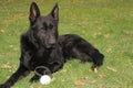 A big black dog German Shepherd with big brown eyes lies on green grass with daisy and leafes at sunny day with his toy