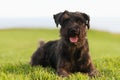 Big black dog Giant Schnauzer lies on the grass Royalty Free Stock Photo