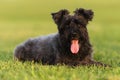 Big black dog Giant Schnauzer lies on the grass Royalty Free Stock Photo