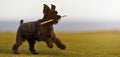 Big black dog Giant Schnauzer a stick in his mouth running on a grass Royalty Free Stock Photo