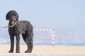 Big cute black dog with leash on the beach Royalty Free Stock Photo