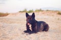 Big black dog lies on the sand on the beach Royalty Free Stock Photo