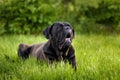Big black dog lying on the grass Royalty Free Stock Photo
