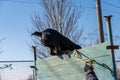 The big black dog overcomes the obstacle course. Rear section of a Rottweiler jumping a high wooden fence. The male owner`s hand