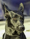 Big black dog portrait with blurred background. Outdoors, daylight