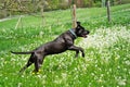 Big black dog, pure bred Cane Corso, jumping in the meadow Royalty Free Stock Photo