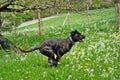 Big black dog, pure bred Cane Corso, running in the meadow Royalty Free Stock Photo