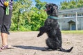 A big black dog sitting on its hind legs before the host Royalty Free Stock Photo