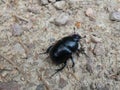 Big black dung beetle bug in the forest Royalty Free Stock Photo