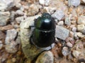 Big black dung beetle bug in the forest Royalty Free Stock Photo