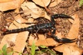 Big Black Emperor Scorpion Heterometrus longimanus in the jungle