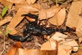 Big Black Emperor Scorpion Heterometrus longimanus in the jungle