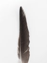 Big black feather of a bird on a white background. Flat lay, top view minimalistic natural composition Royalty Free Stock Photo