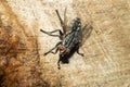 A big black fly, with red eyes. Macro