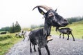 Big Black Goat, funny fisheye shot