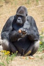 Big black hairy male gorilla monkey sit on grass and eat food wi