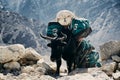 Big black Himalayan yaks with large transport bags. Royalty Free Stock Photo
