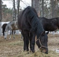 Big black horse eat Royalty Free Stock Photo