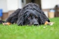 Big black howavart dog Royalty Free Stock Photo
