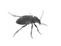 Carabus coriaceus Black leathery ground beetle