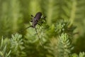 big black longhorn beetle in garden macro photography.