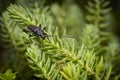 Big black longhorn beetle in garden macro photography.