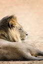 Big black maned male lion side view Royalty Free Stock Photo
