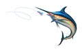 Big black marlin jumps attack Bait Sea Swim Squids.