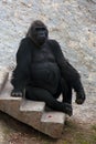 The big black monkey. Gorilla. Relax