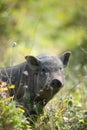 Big black pig on the grass Royalty Free Stock Photo