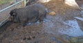 Big black pig in muddy pen Royalty Free Stock Photo