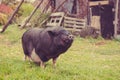 Big black a pig in the yard Royalty Free Stock Photo