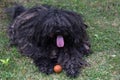 Big black puli dog Royalty Free Stock Photo