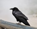 Big black raven Royalty Free Stock Photo