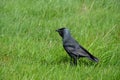 Big black raven sits on green meadow