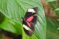 Big black and red butterfly on green leaf Royalty Free Stock Photo