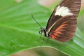 Big black and red butterfly on green leaf, front view Royalty Free Stock Photo