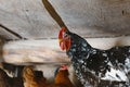 Big black rooster portrait with red crest on head, domestic bird in chicken poultry, chicken farm, natural meat source