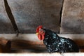 Big black rooster portrait with red crest on head, domestic bird in chicken poultry, chicken farm, natural meat source