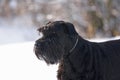 Big Black Schnauzer Dog