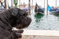 Big Black Schnauzer lying in front of gondolas in Venice. Italy Royalty Free Stock Photo