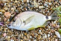 Black Sea Diplodus annularis on the seashore