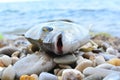 Black Sea Diplodus annularis on the seashore