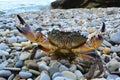 Black Sea stone crab on the beach Royalty Free Stock Photo