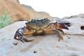 Black Sea stone crab on the beach Royalty Free Stock Photo