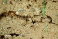 Big black serval ants carrying food and leaves Royalty Free Stock Photo