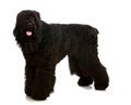 Big black shaggy dog Royalty Free Stock Photo